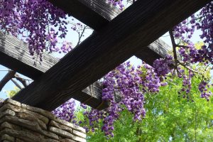 Wisteria