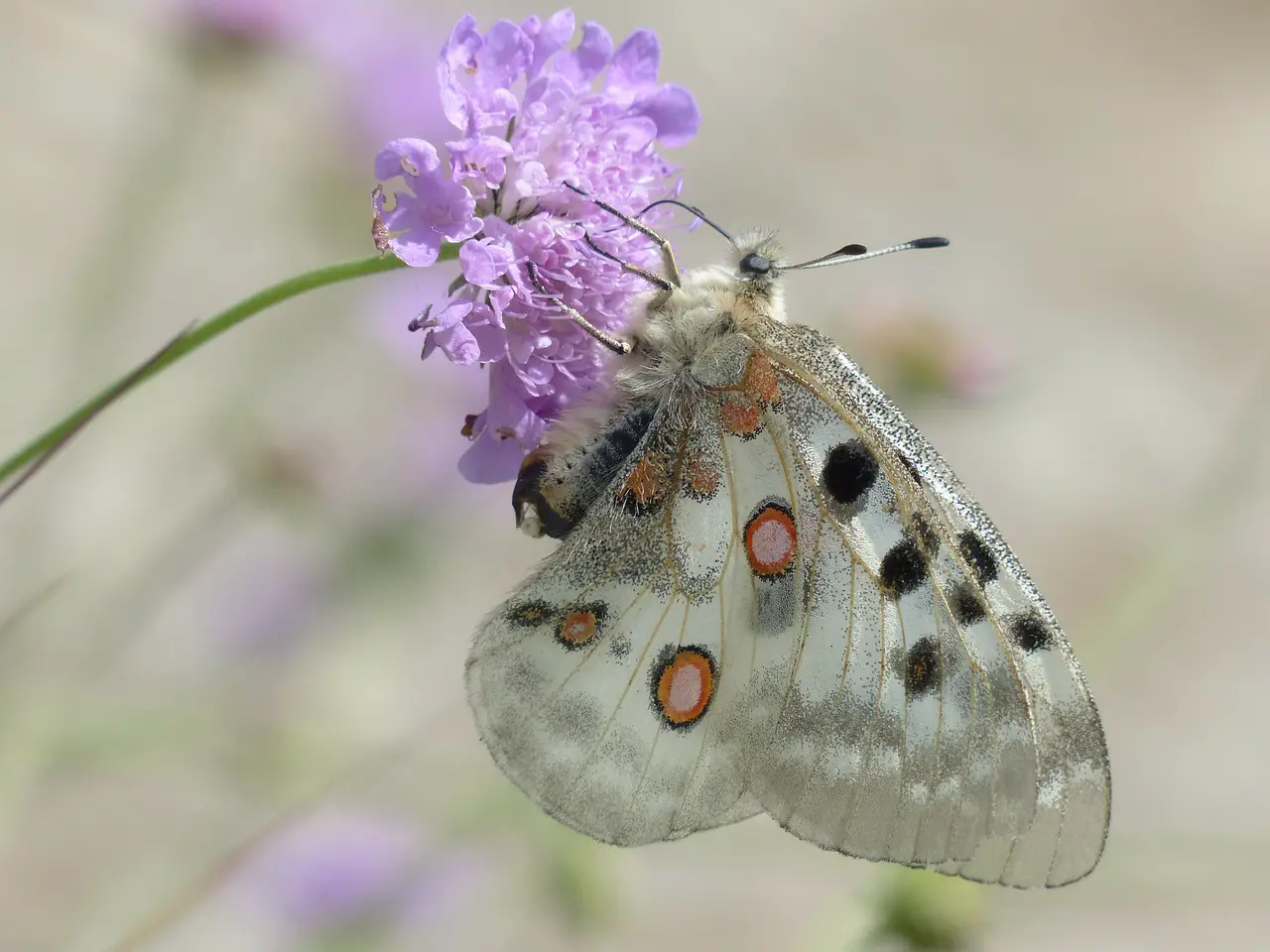 10 Plants to Attract Butterflies to your Garden