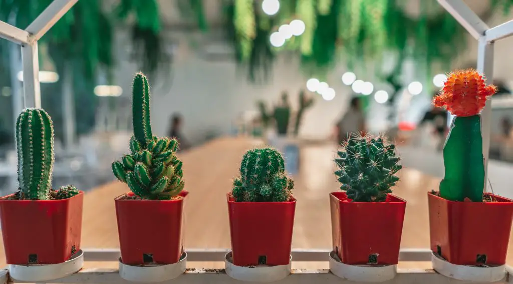 6 Simple Steps to Repot Cacti