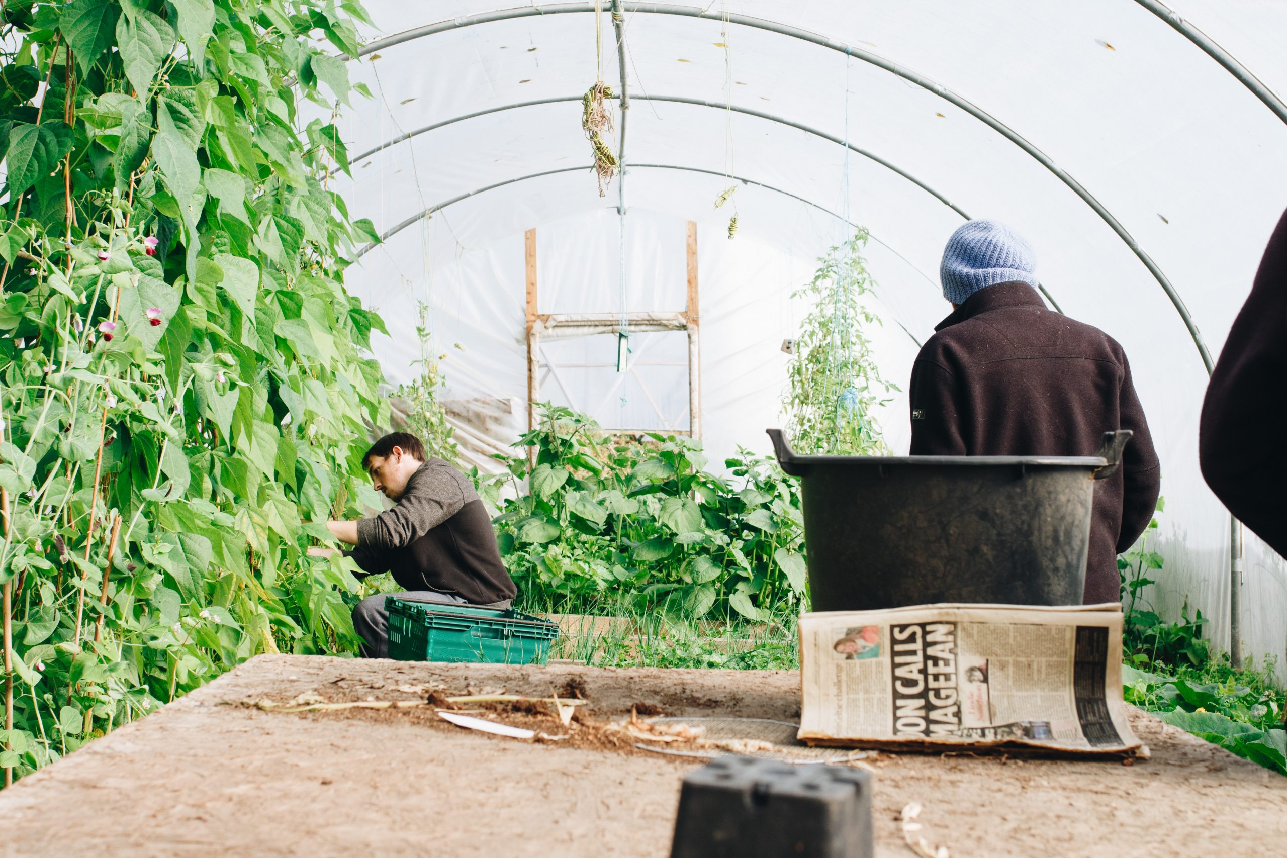 Advice on Polytunnel Purchases