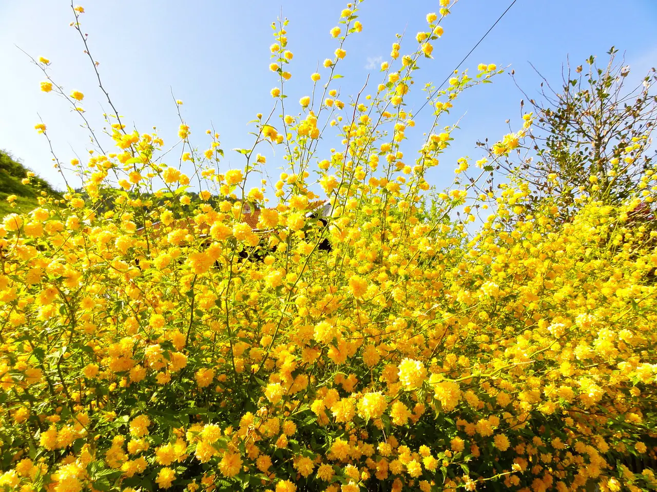 Beautiful Yellow Flowering Shrubs to Add to Your Garden