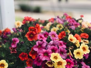 Bedding Plant - Petunias