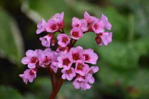 Bergenias