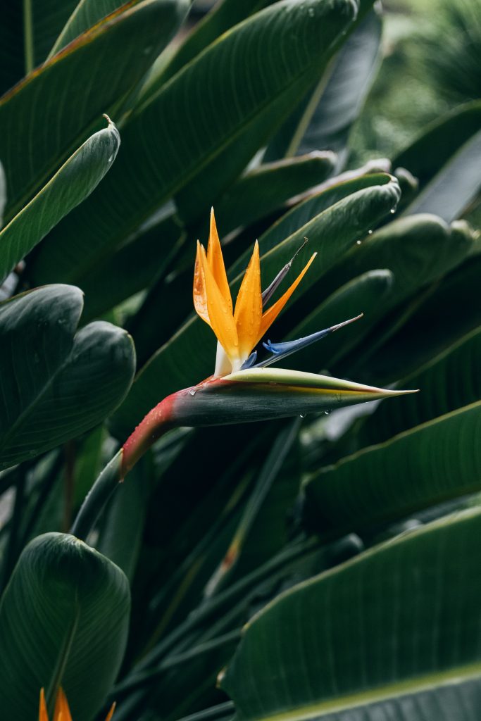 Bird of Paradise Growing a Tropical Plant in the UK Real Men Sow