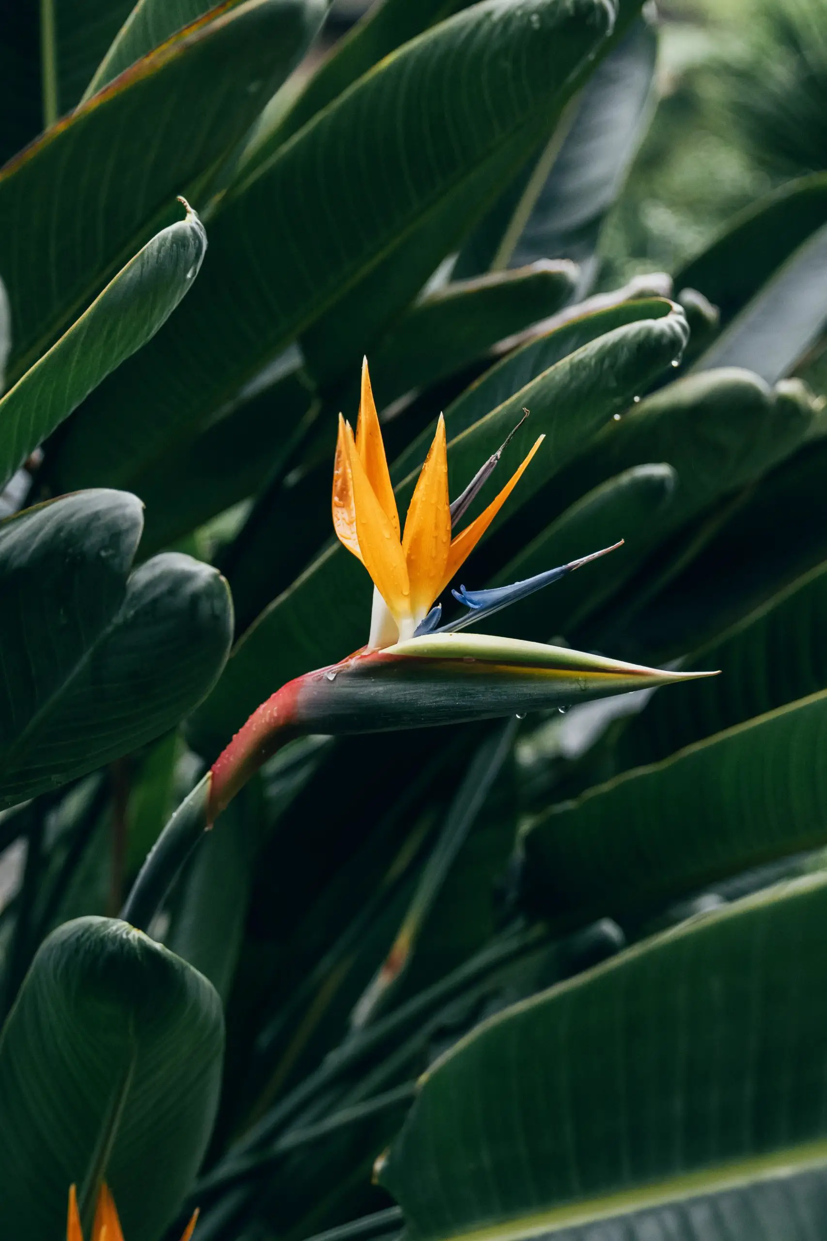 Bird of Paradise - Growing a Tropical Plant in the UK