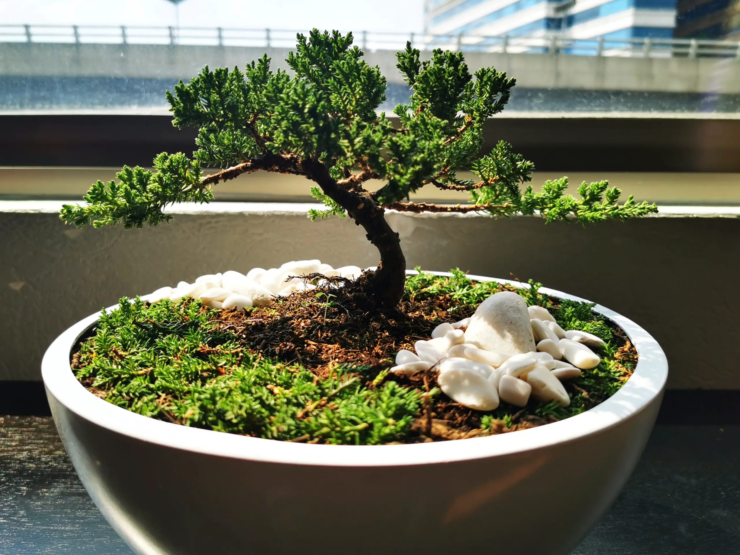 Bonsai Trees: All You Need to Know