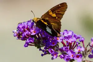 Butterfly Bush (Buddleia)
