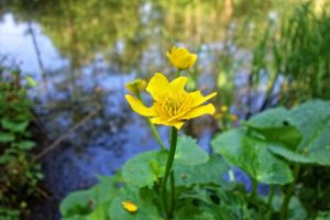 Caltha palustris