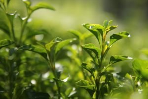 Camellia Sinensis