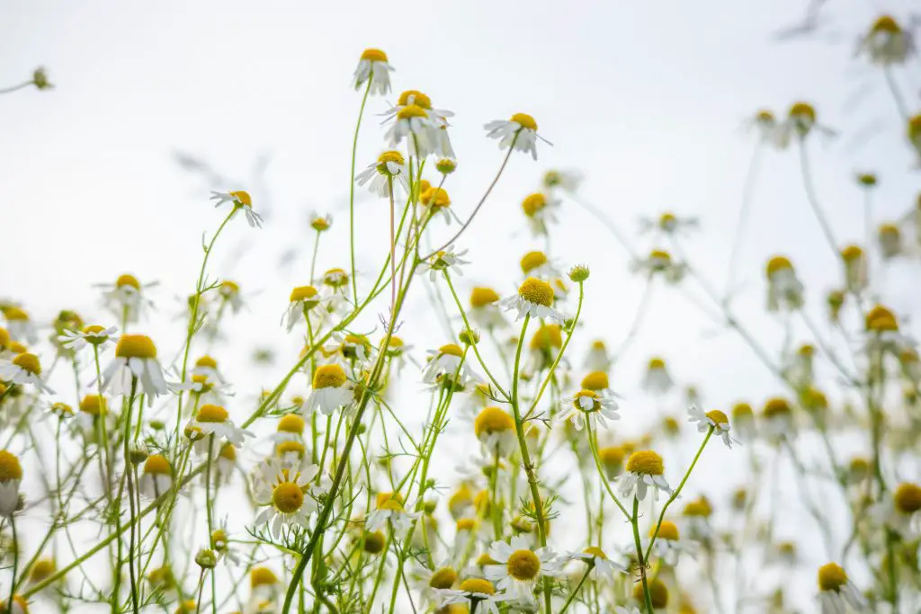 Chamomile: How to Grow and How to Care