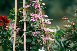 Climbers - Clematis