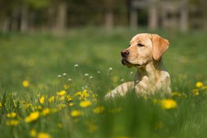 Dog in the Garden