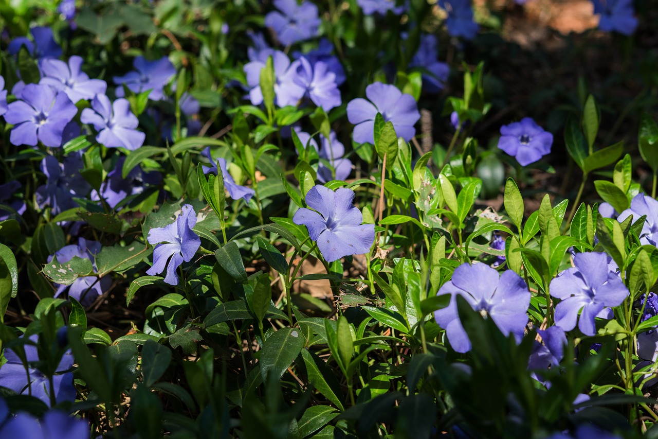 Evergreen Ground Cover Plants to Grow