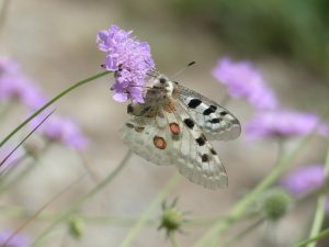 Field scabious