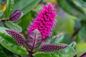 Flowering Hebe