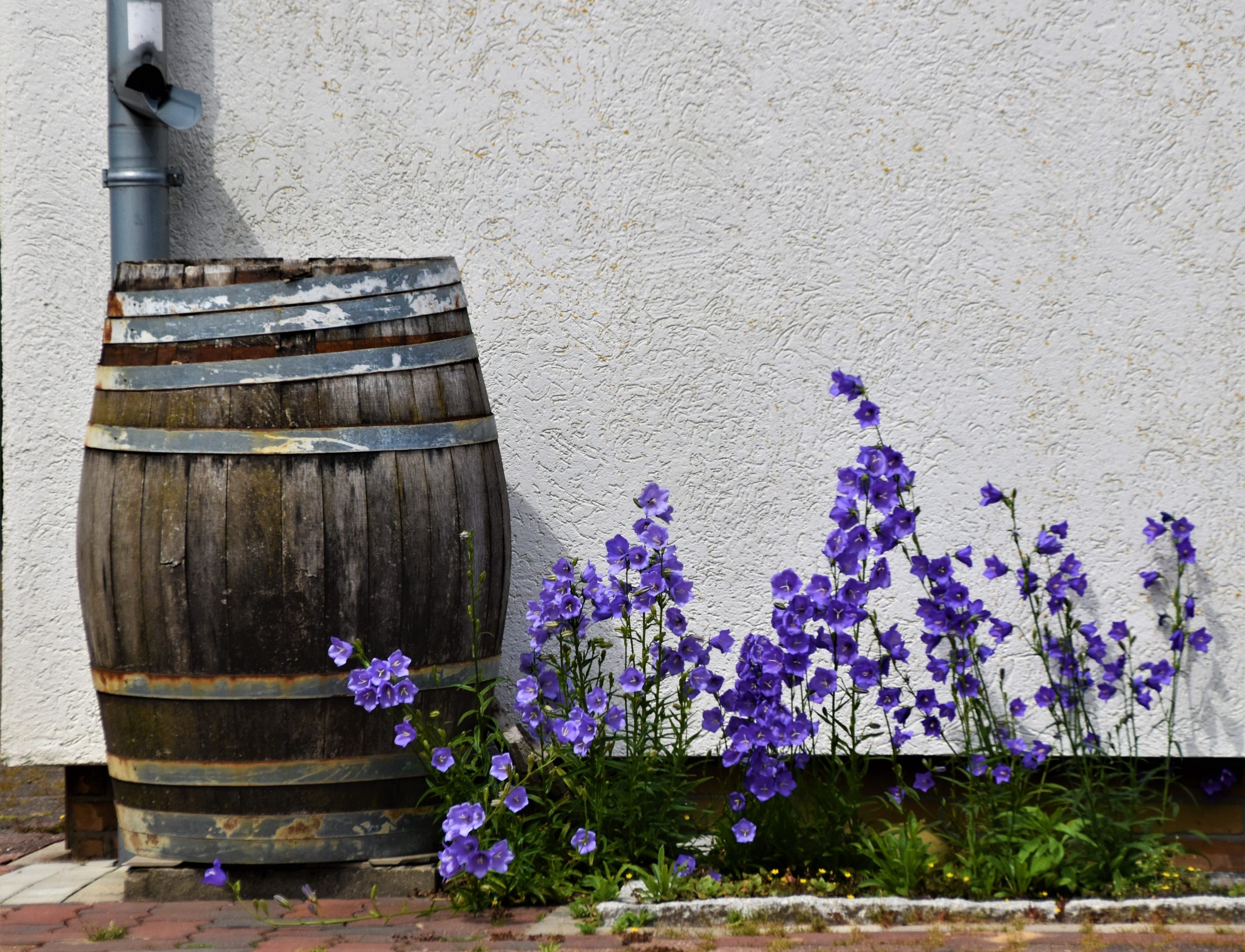 Garden Drainage: Prevent Waterlogging