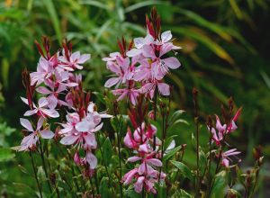 Gaura