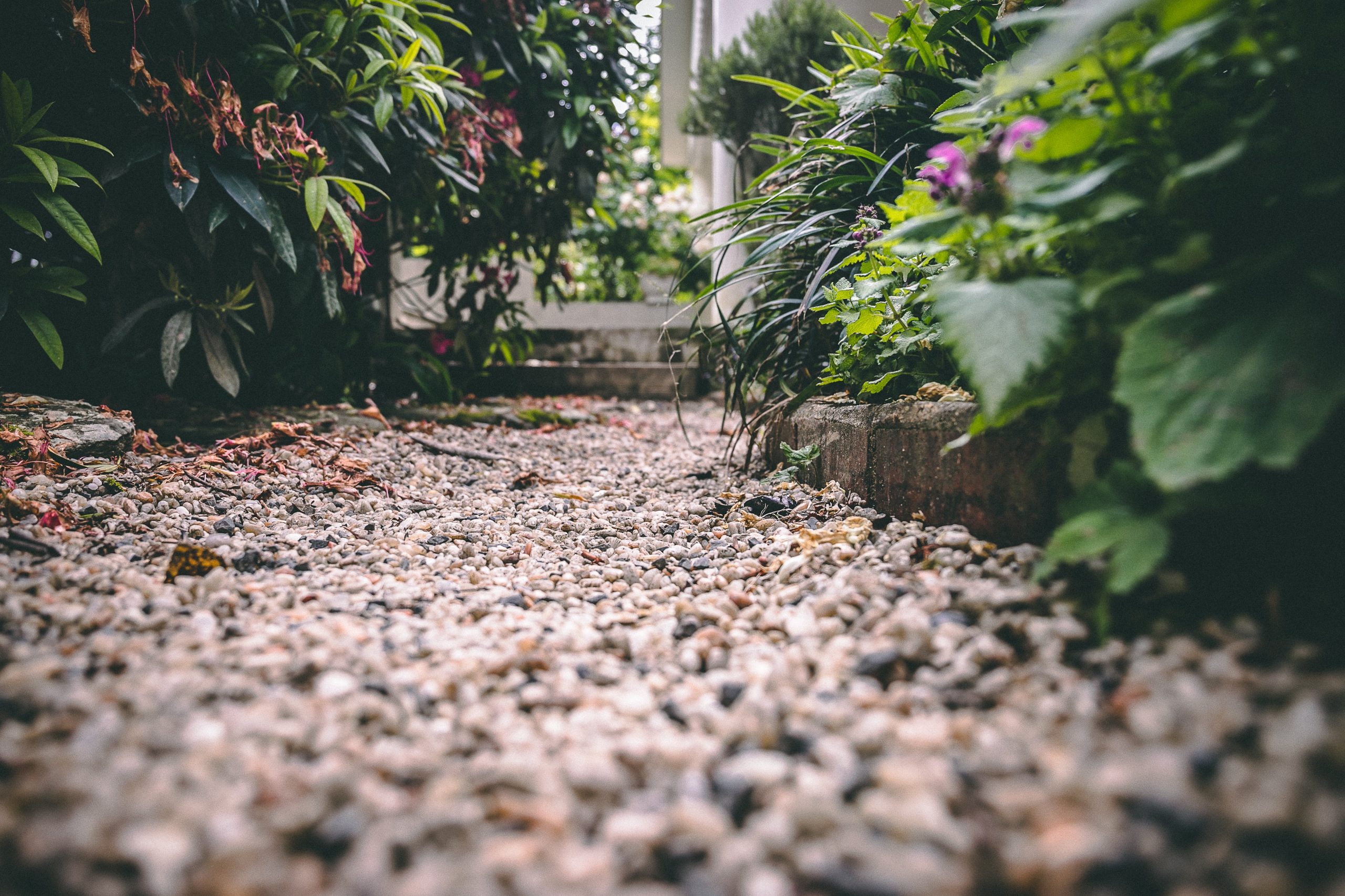 Gravel Garden Plants to Grow on Gravel