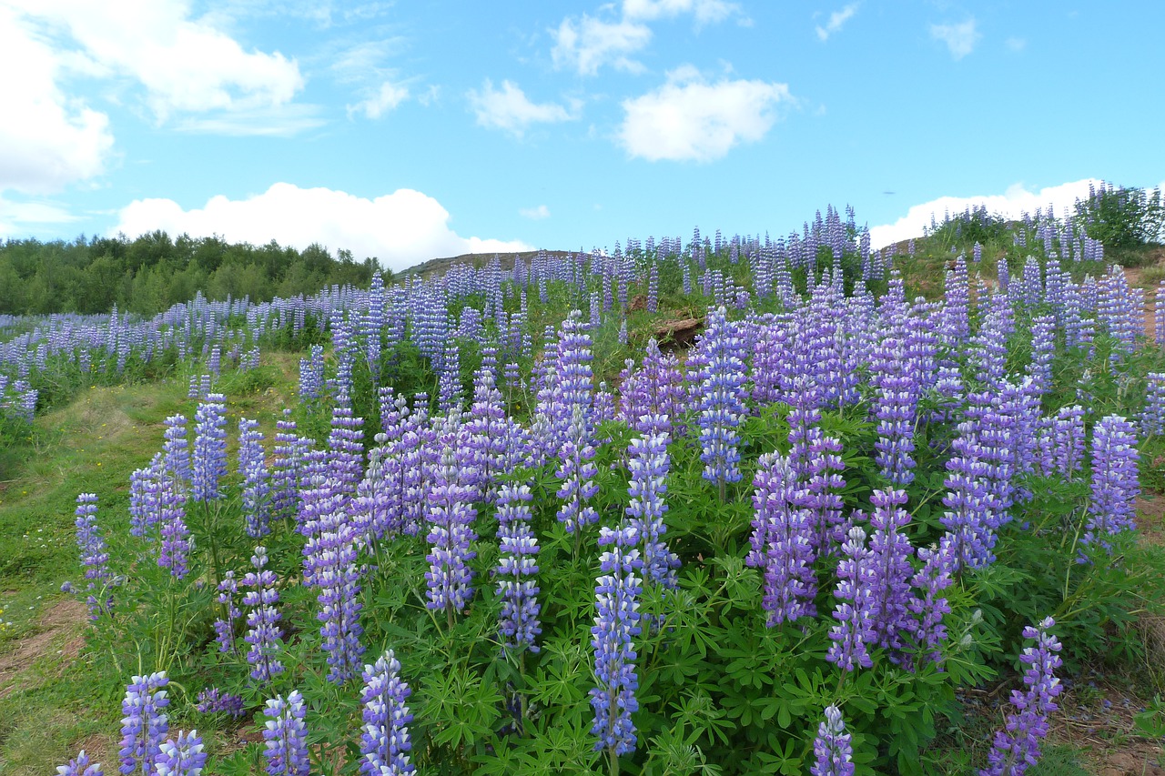 Grow Perennial Shrubs - Lupin