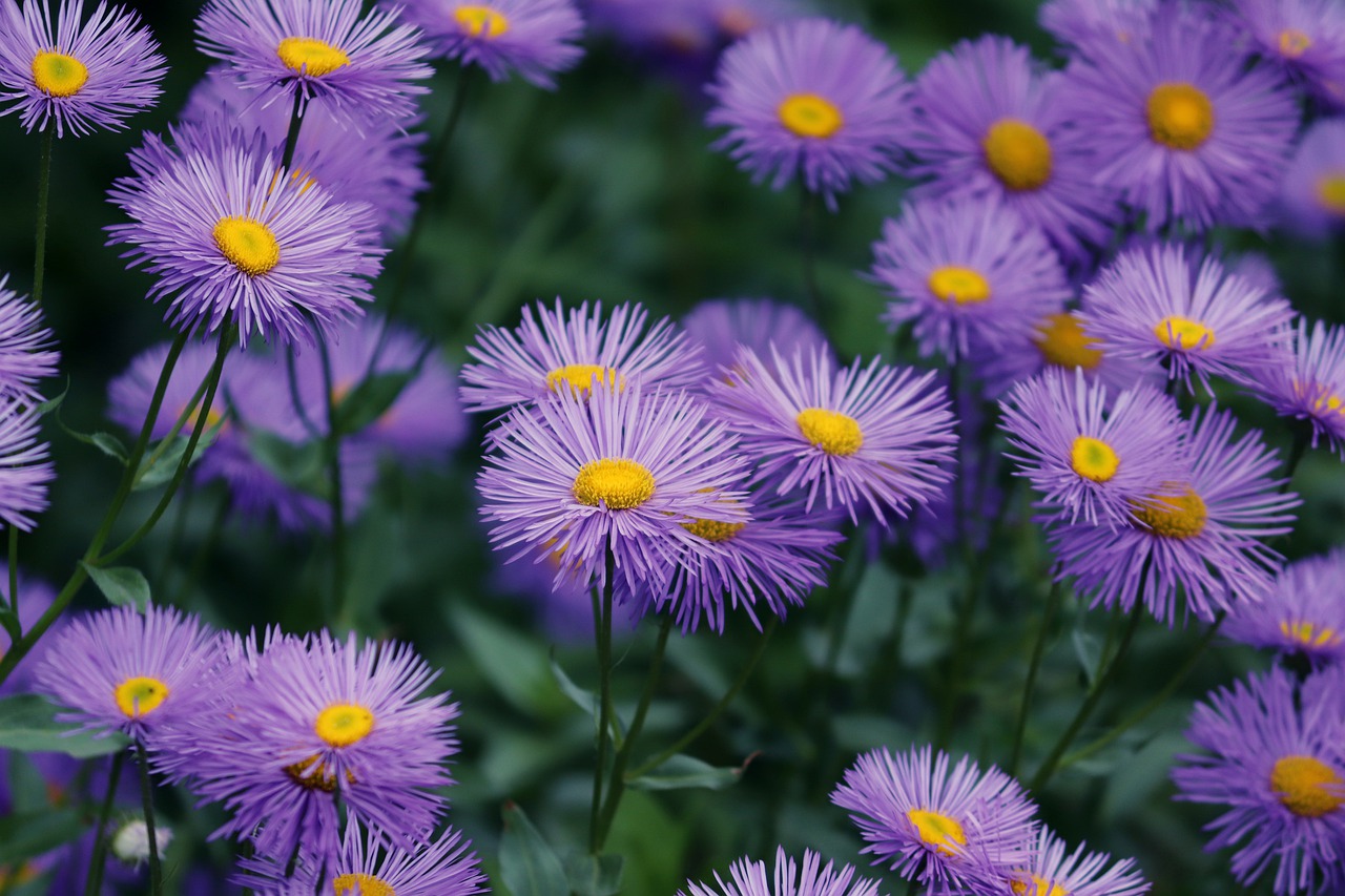 Growing Asters Its varieties and Care