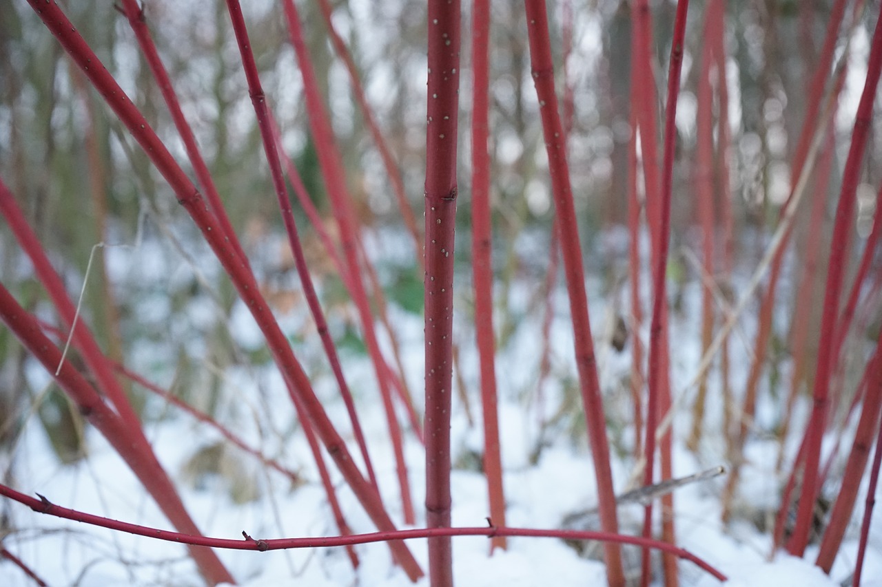 Growing Cornus for Winter Interest