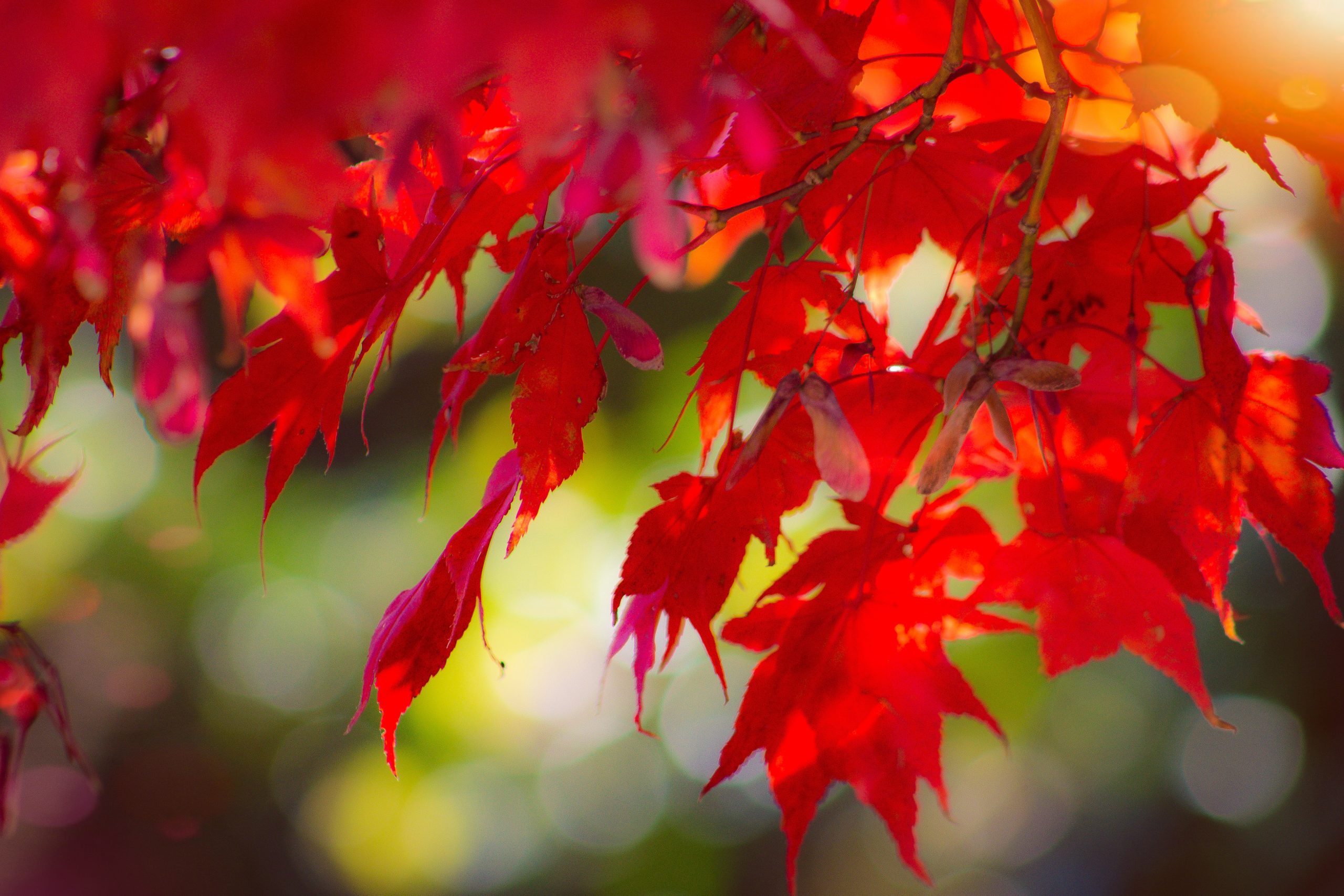 Growing Japanese Maple in Containers