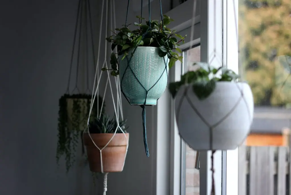 Growing Plants in Hanging Baskets All You Need to Know