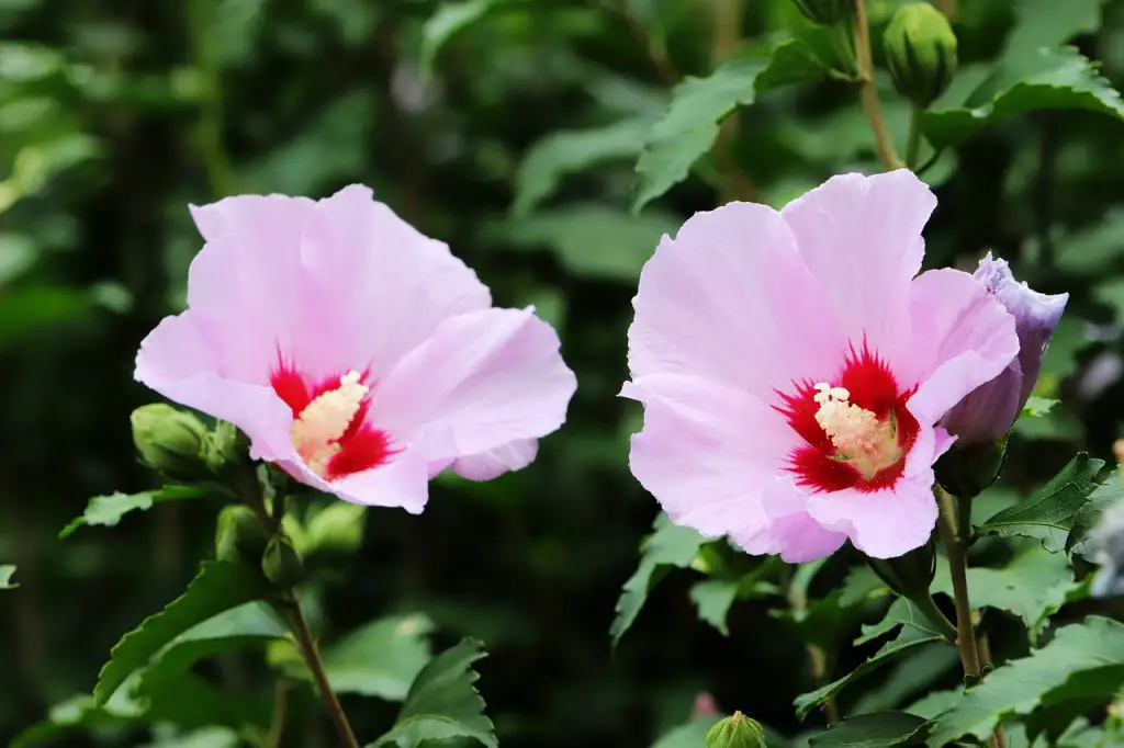 Growing Rose of Sharon in the Uk