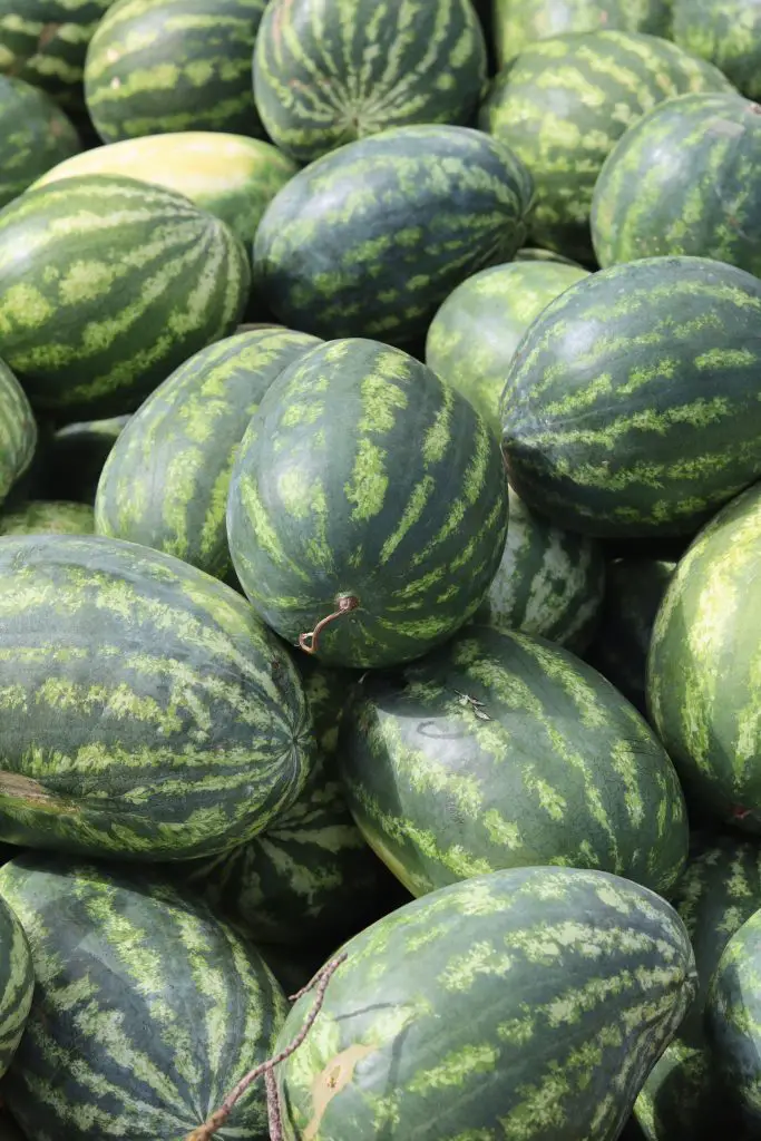 Growing Watermelons Planting and Caring for your Watermelons