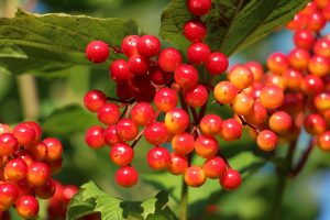 Guelder rose