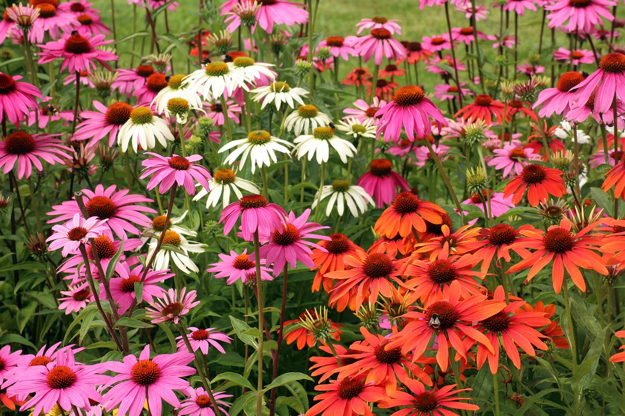 Guide to Growing Echinacea