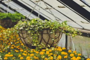 Hanging Baskets