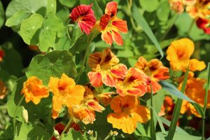 Hardy Annual - Nasturtiums