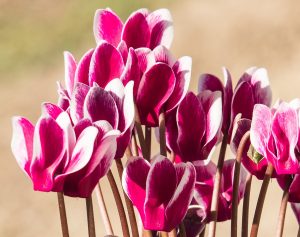 Hardy Cyclamen
