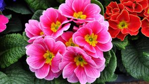 Hardy Primrose