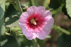 Hollyhock