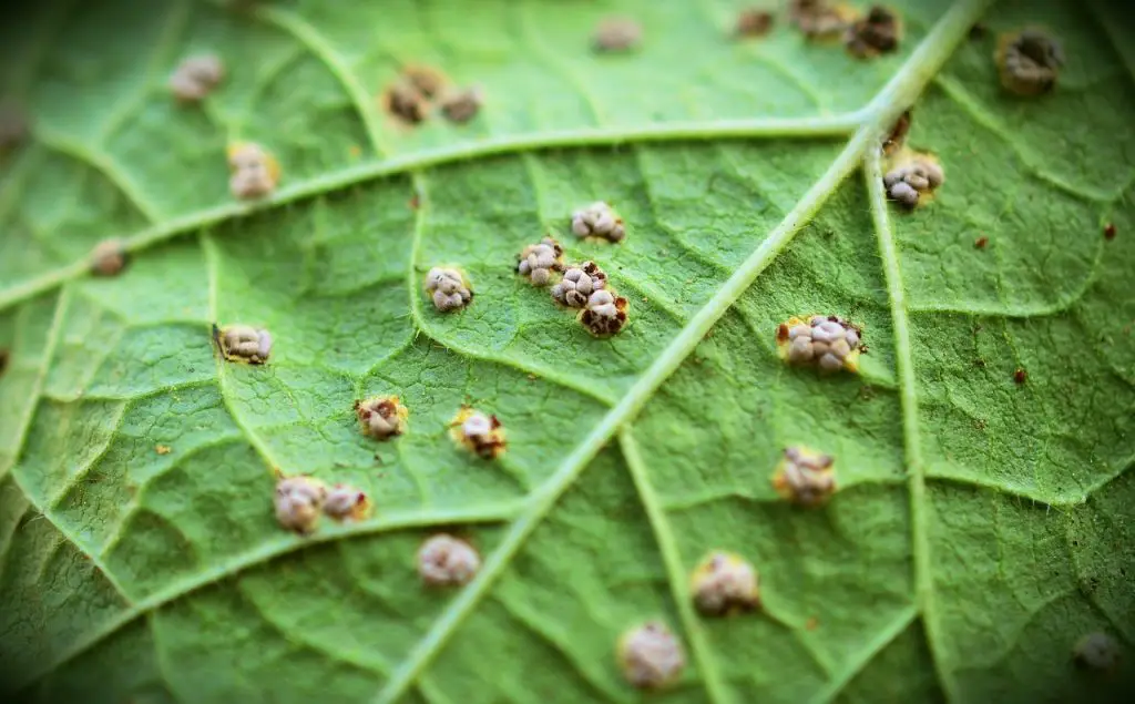 Hollyhock Rust Symptoms and How to get rid of it