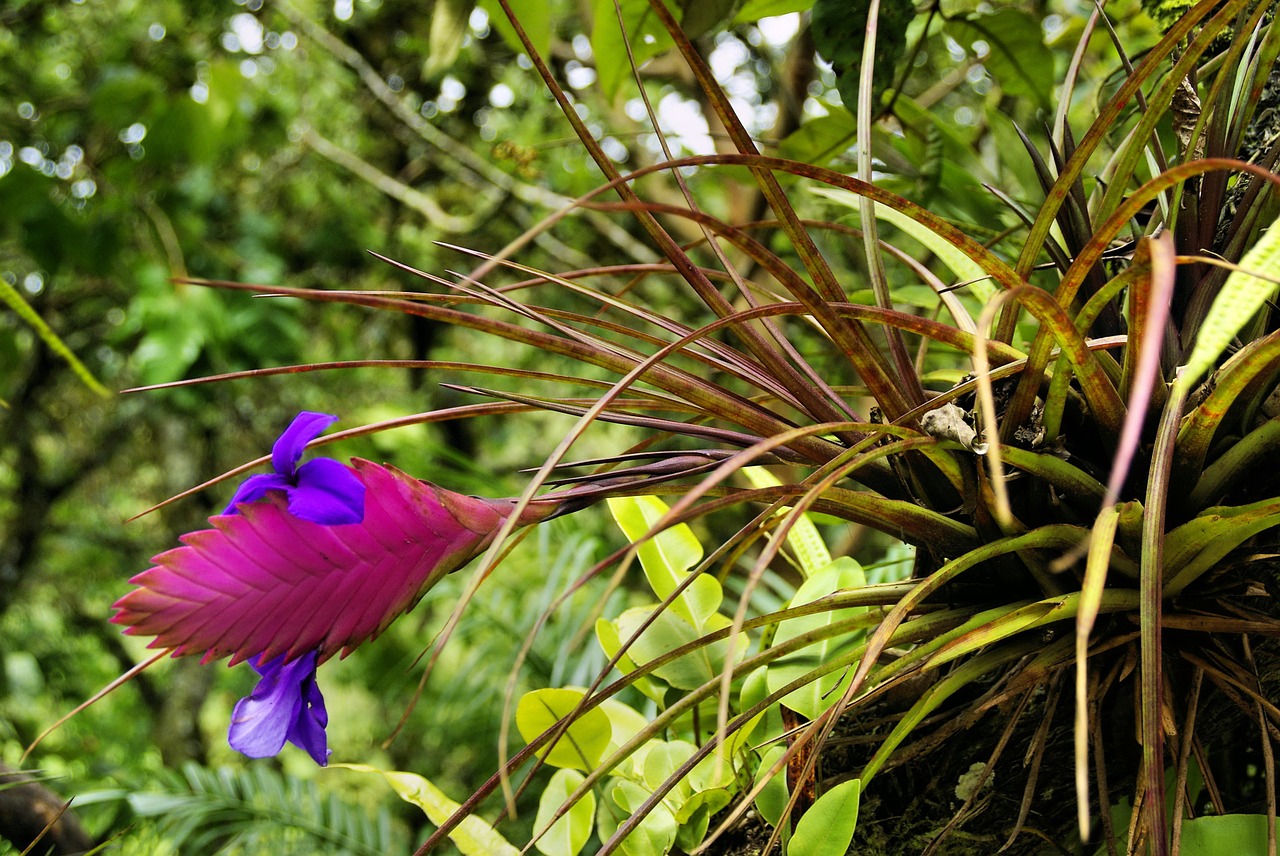 Houseplants Exotic Ones To Grow