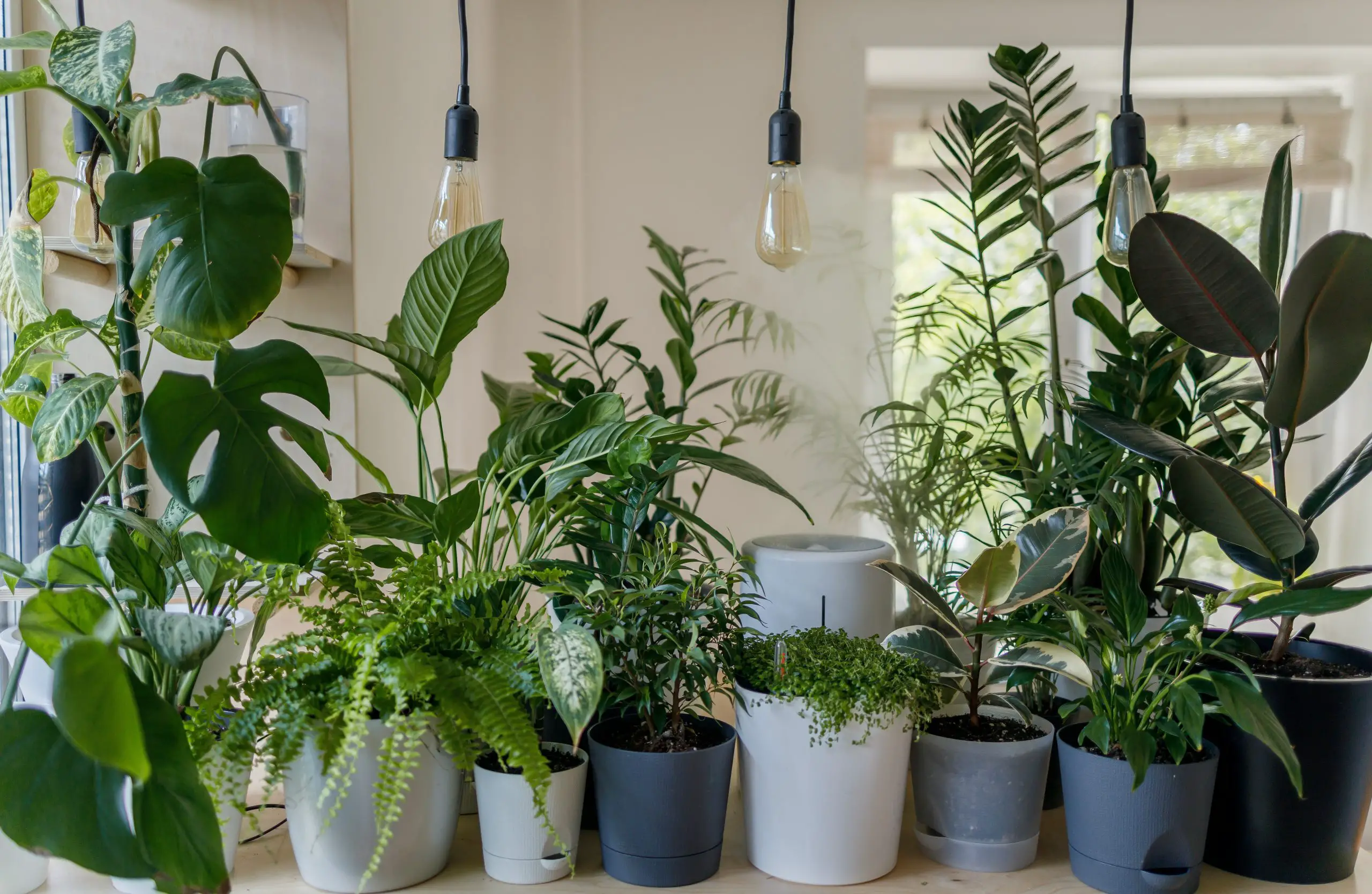 Houseplants Ways to Raise the Humidity Indoors
