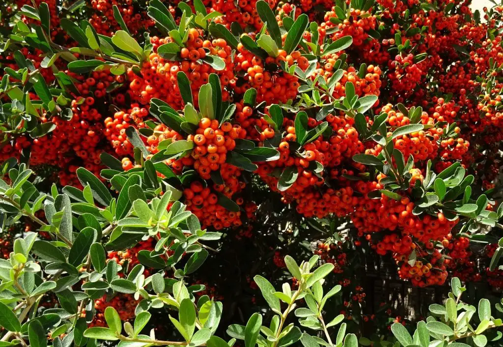How to Grow Pyracantha