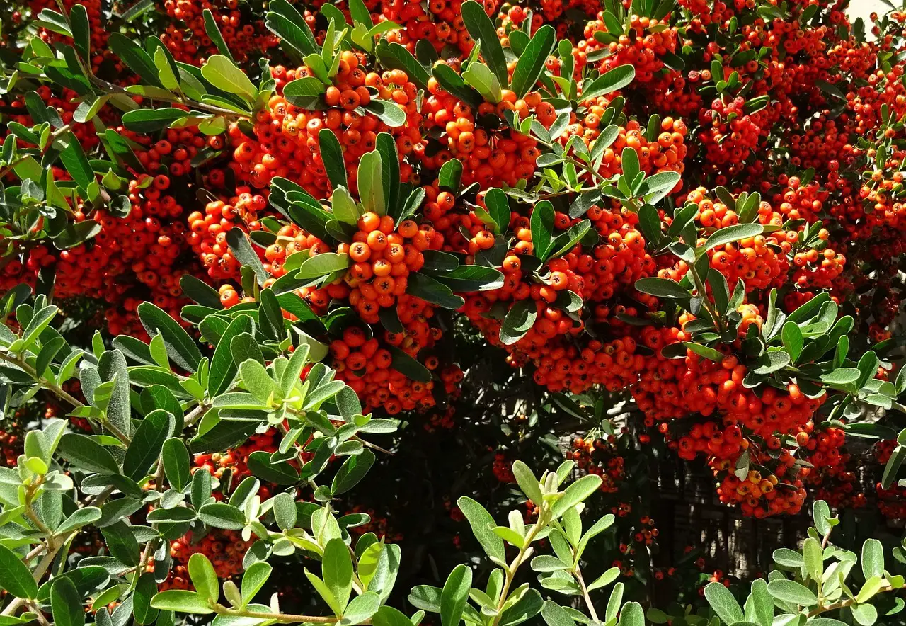 How to Grow Pyracantha