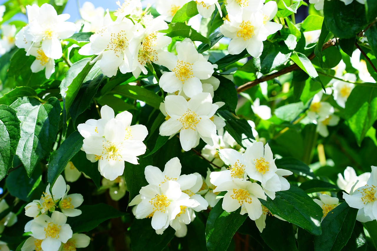 How to Grow the Mock Orange