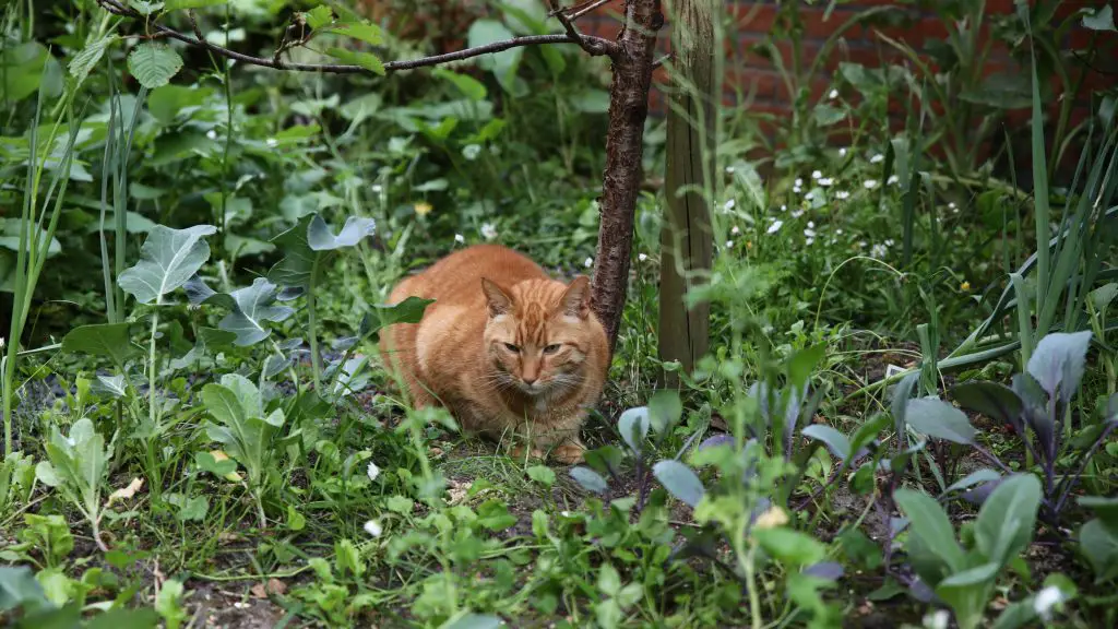 How to Make Your Garden Cat-friendly