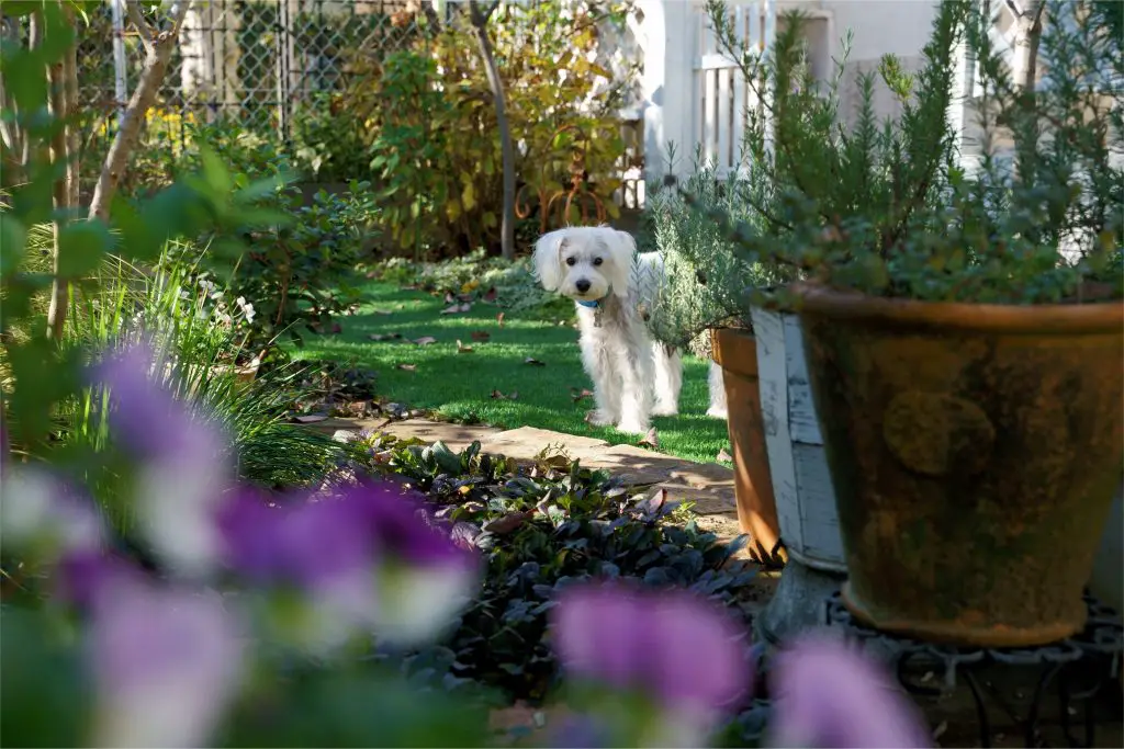 How to Make Your Garden Dog-friendly