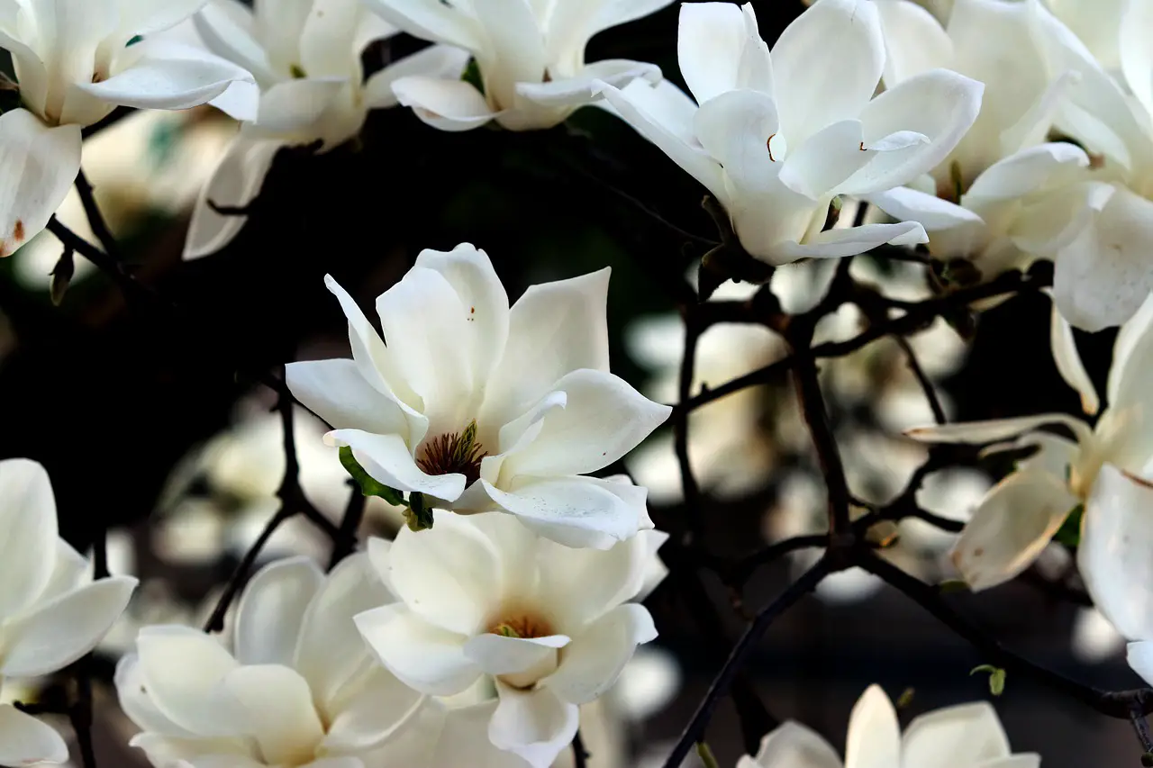How to Plant Magnolia in the UK and all the other things you should know