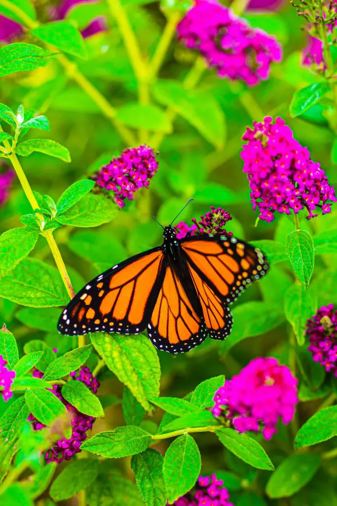 How to Prune a Butterfly Bush (Buddleia)
