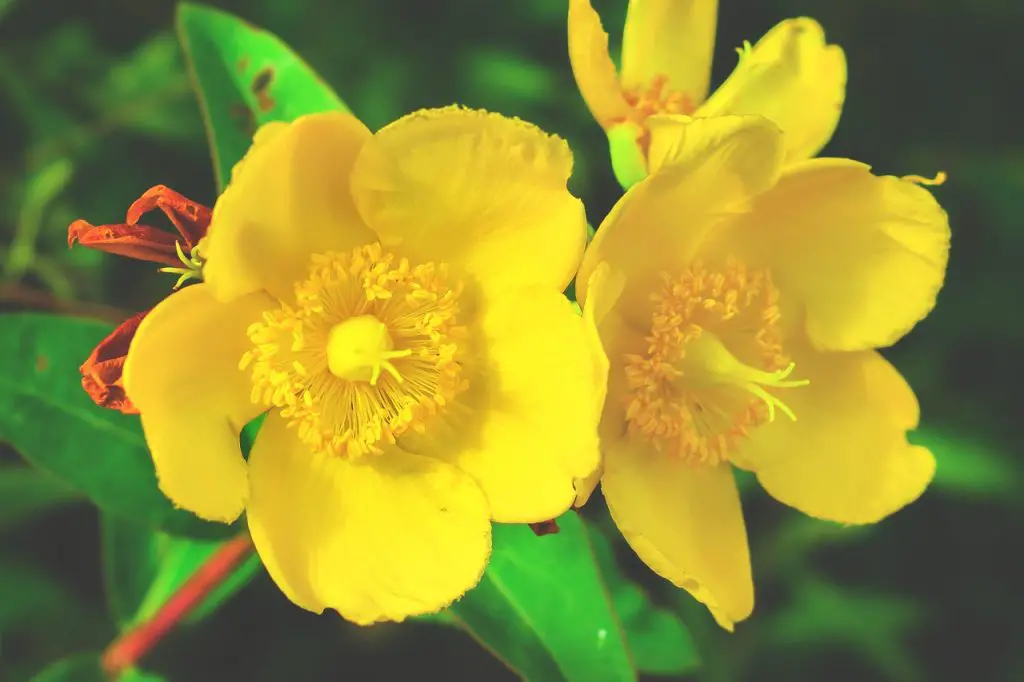 Hypericum Planting and Caring