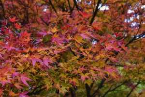 Japanese Maple