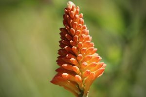 Kniphofia