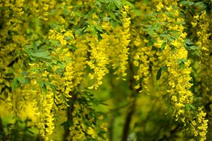 Laburnum Trees